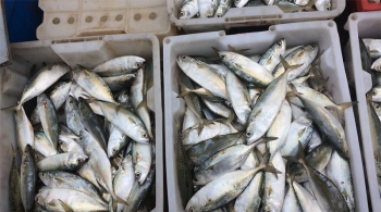 Hải Sản Vân Đồn