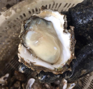 Hàu Sữa Vân Đồn