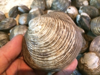 Ngán Biển Quảng Ninh