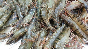 Cách Chọn Tôm Tươi Ngon