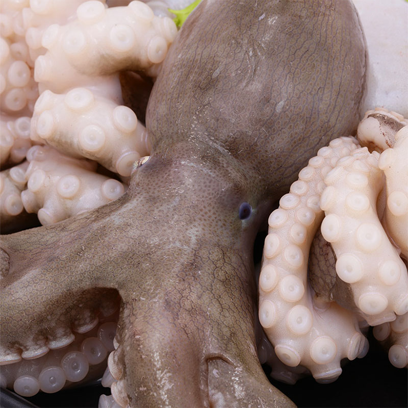 Bạch tuộc tươi