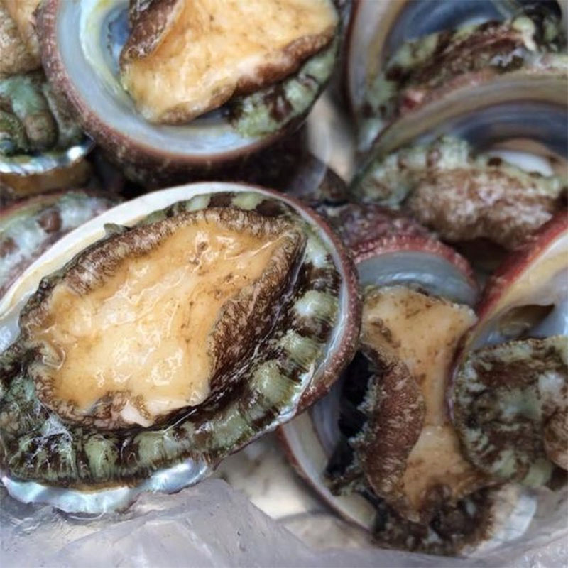 bào ngư cô tô Hà Nội