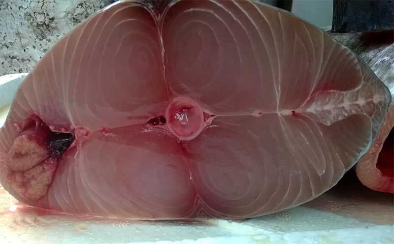 Cá thu nguyên con Hà Nội