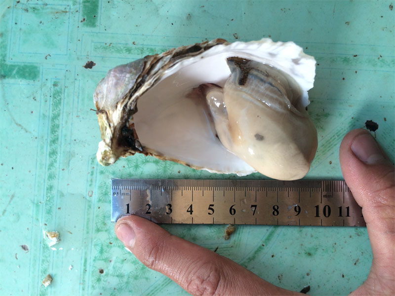 cách chọn hàu tươi ngon