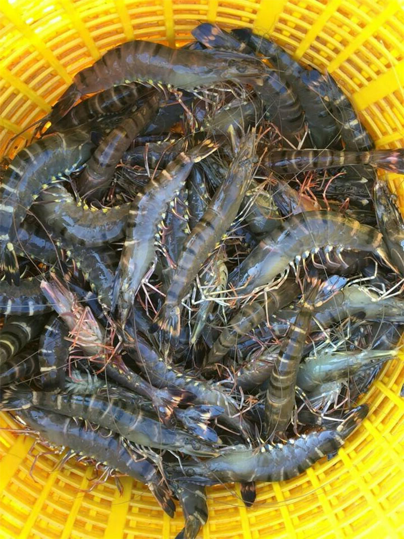 Cách chọn tôm tươi ngon