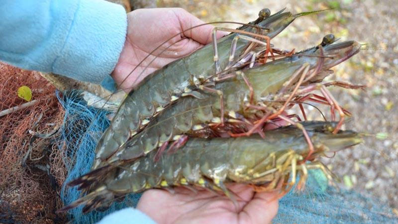 Cách chọn tôm tươi