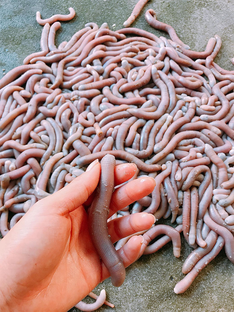 Cách lựa chọn sá sùng