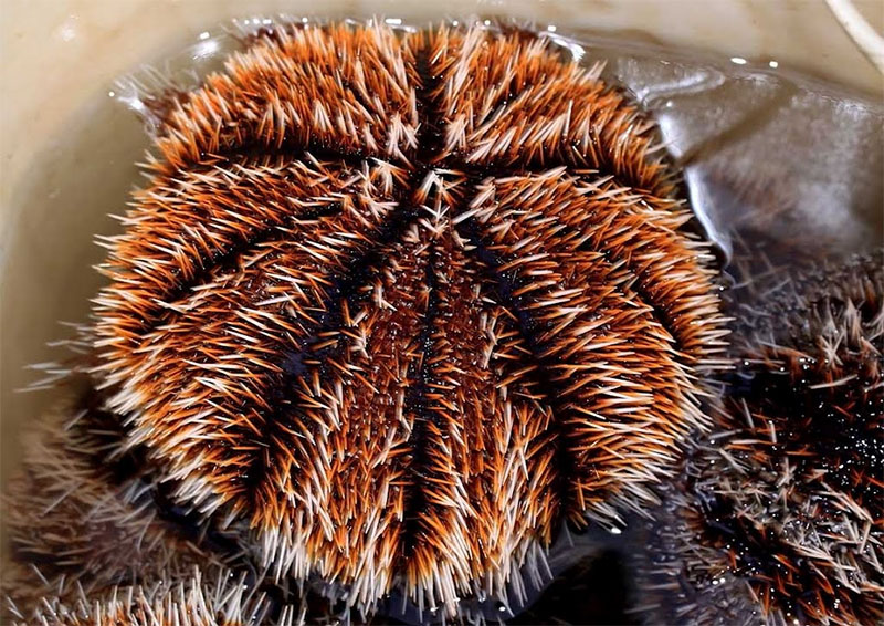 cầu gai Quảng Ninh