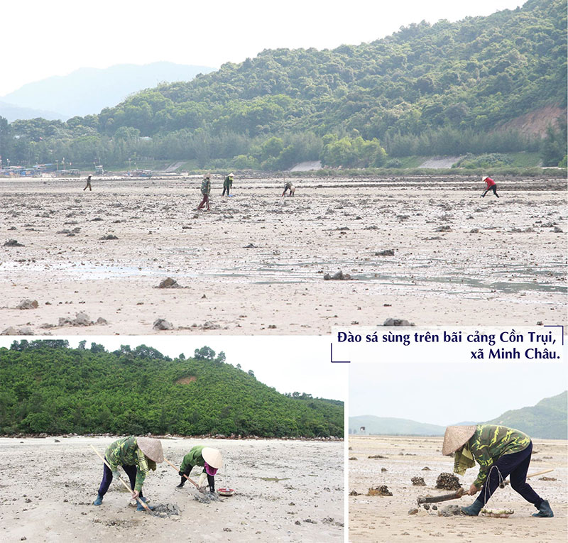 Con sá sùng Quảng Ninh