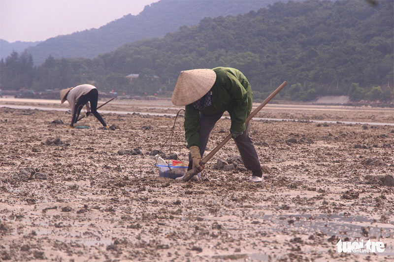 Đào sá sùng trên đảo Quan Lạn