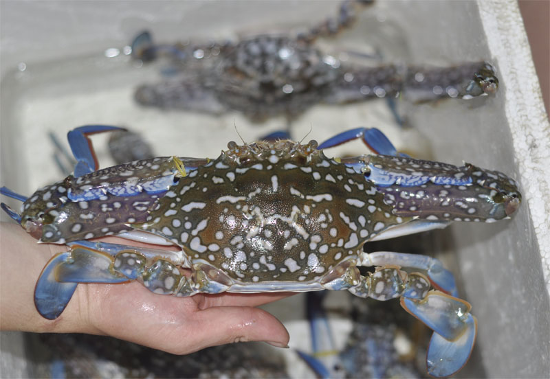 ghẹ xanh tươi ngon