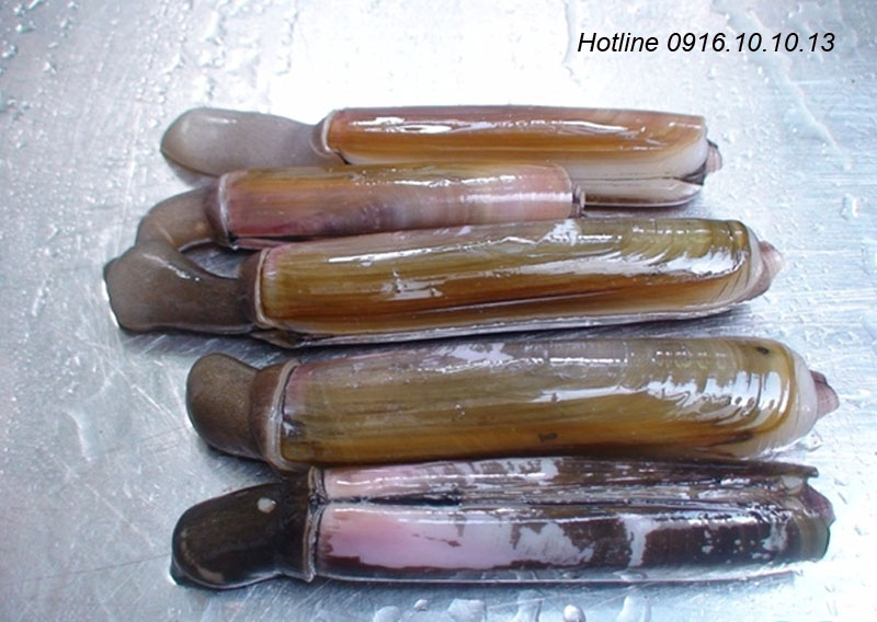 hình ảnh ốc móng tay