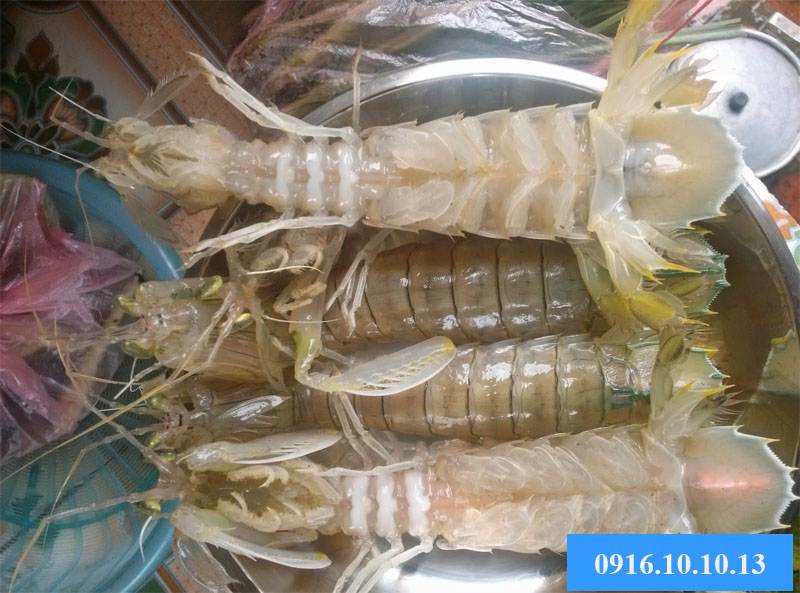 mua bề bề tươi ở hà nội