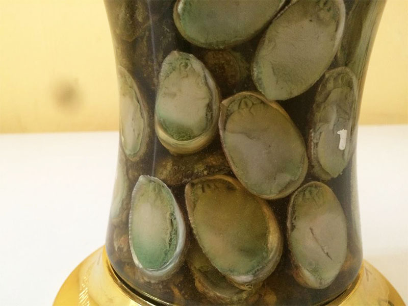 Mua rượu bào ngư tại Hà Nội