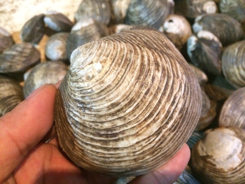 Ngan biển Quảng Ninh