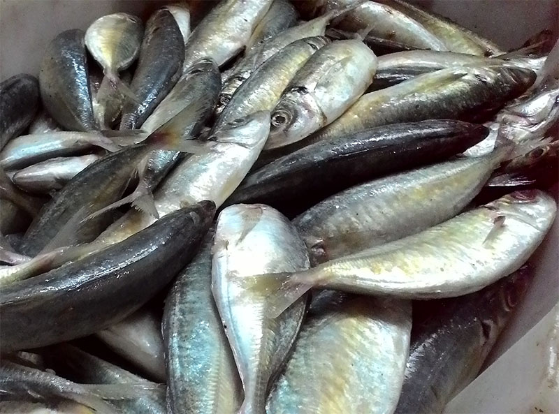 nước mắm cái rồng giá