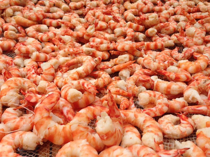 Phơi tôm khô