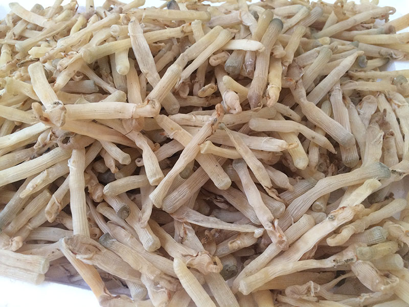 Sá sùng khô Quan Lạn Vân Đồn