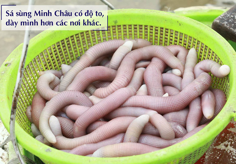 Sá sùng là con gì