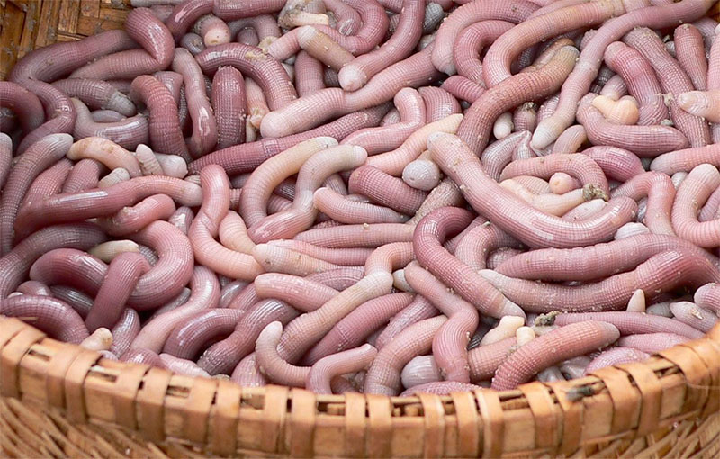 sá sùng quảng ninh tươi ở Hà Nội