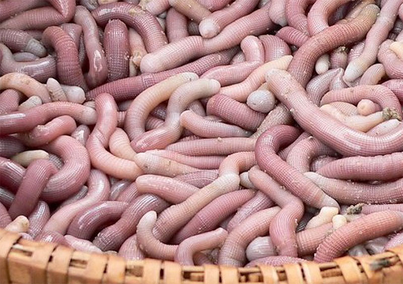 Sá sùng tươi Quan Lạn