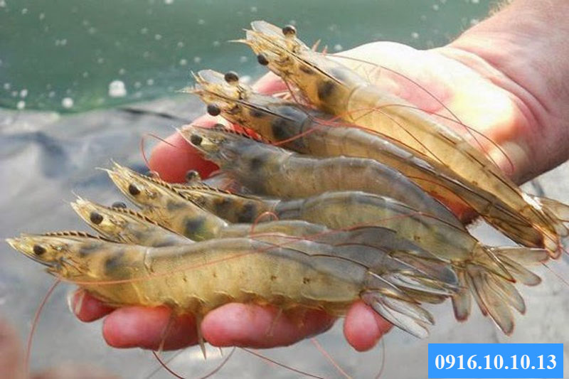 Tôm he tươi sống