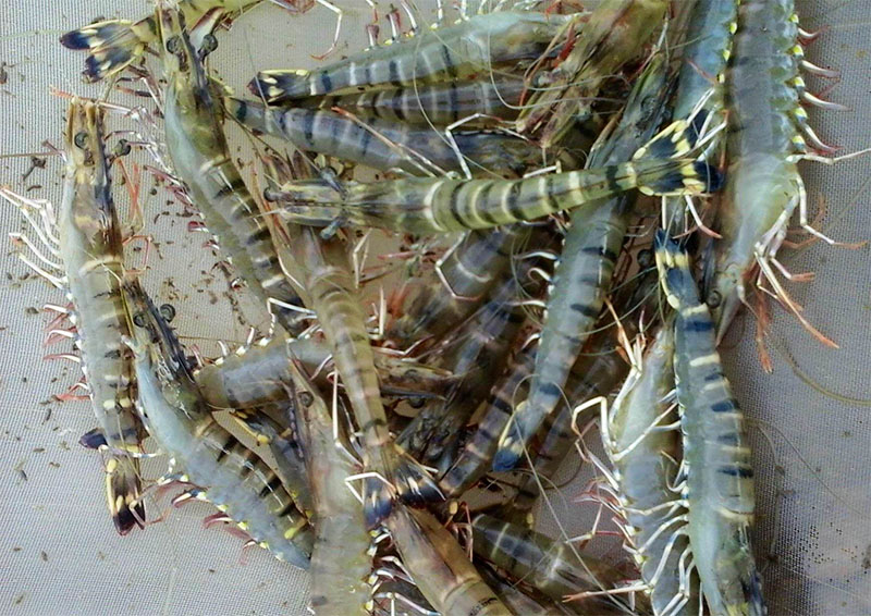 Tôm sú sống Hà Nội