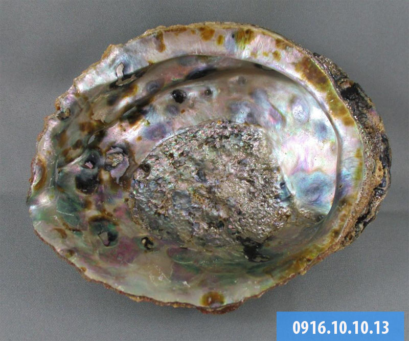 vỏ bào ngư trang trí